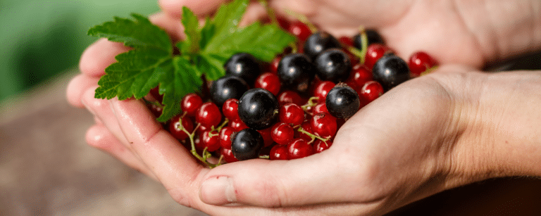 Self-Picking Orchard Farms