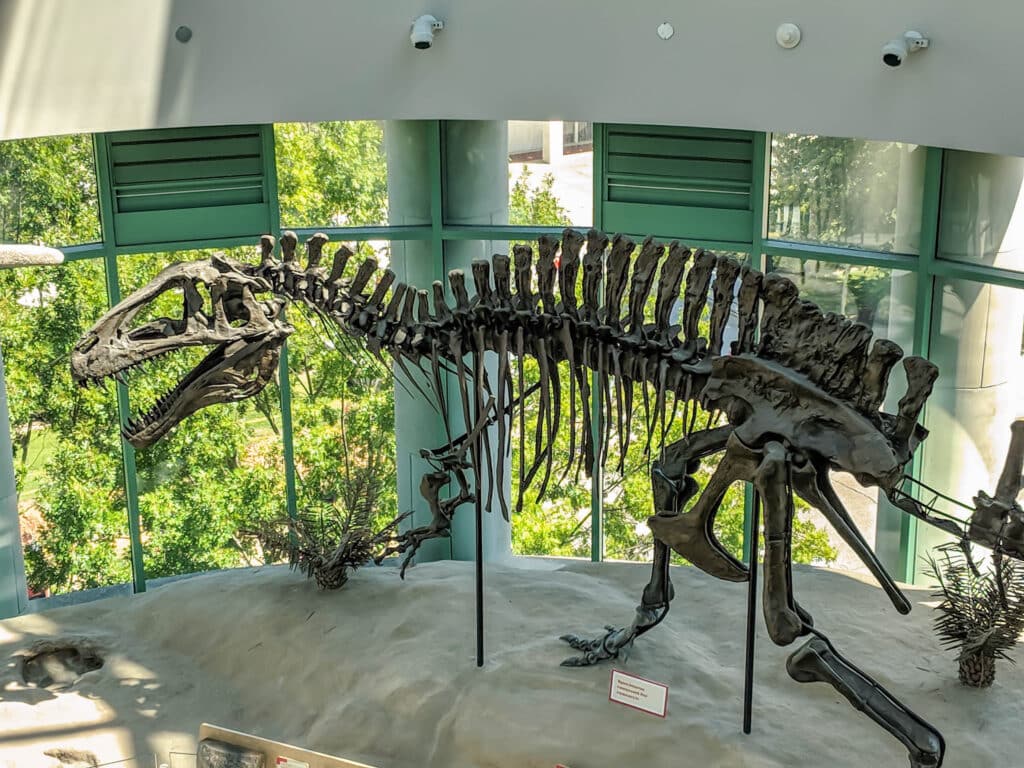 The Terror of the South, the mighty acrocanthosaurus at the NC Museum of Natural History. Museums in Durham NC