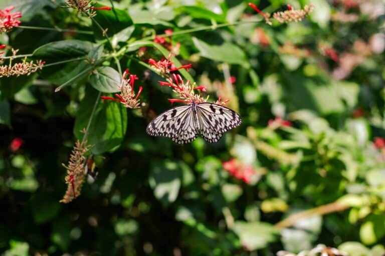 A Paper Kite Butterfly on a plant at the Museum of Life and Science, a museum in Durham NC.