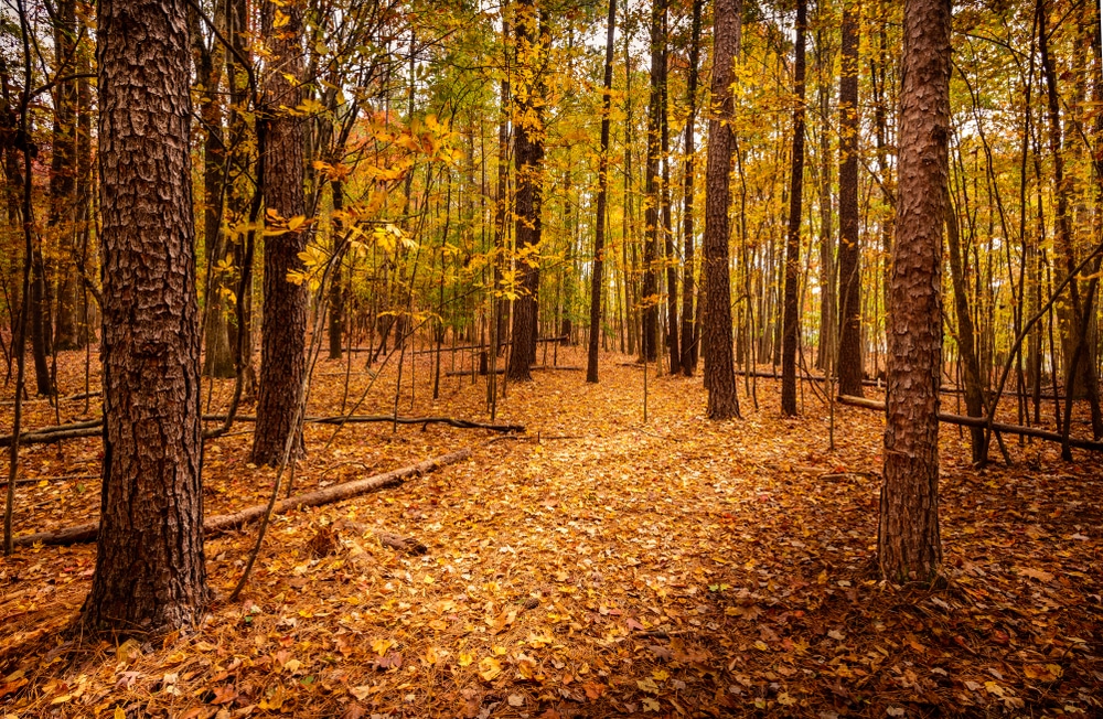 Fall at Eno River State Park - one of the best things to do in Durham, NC This fall