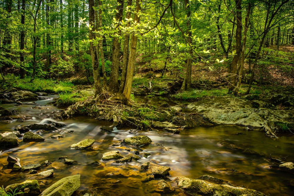 Spend the Day at Eno River State Park 4 Forested Eno River State Park trails are perfect for summer hikes in Durham NC