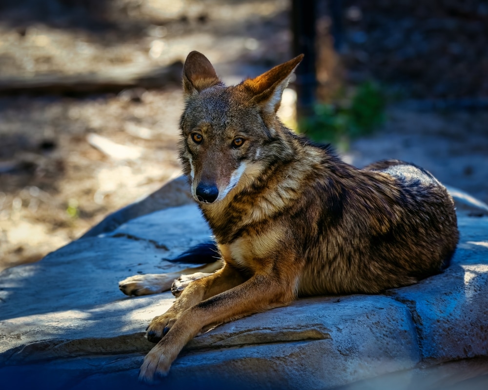 Visit more great museums in Durham after you visit the Nasher Museum of Art. Red wolf on rock.