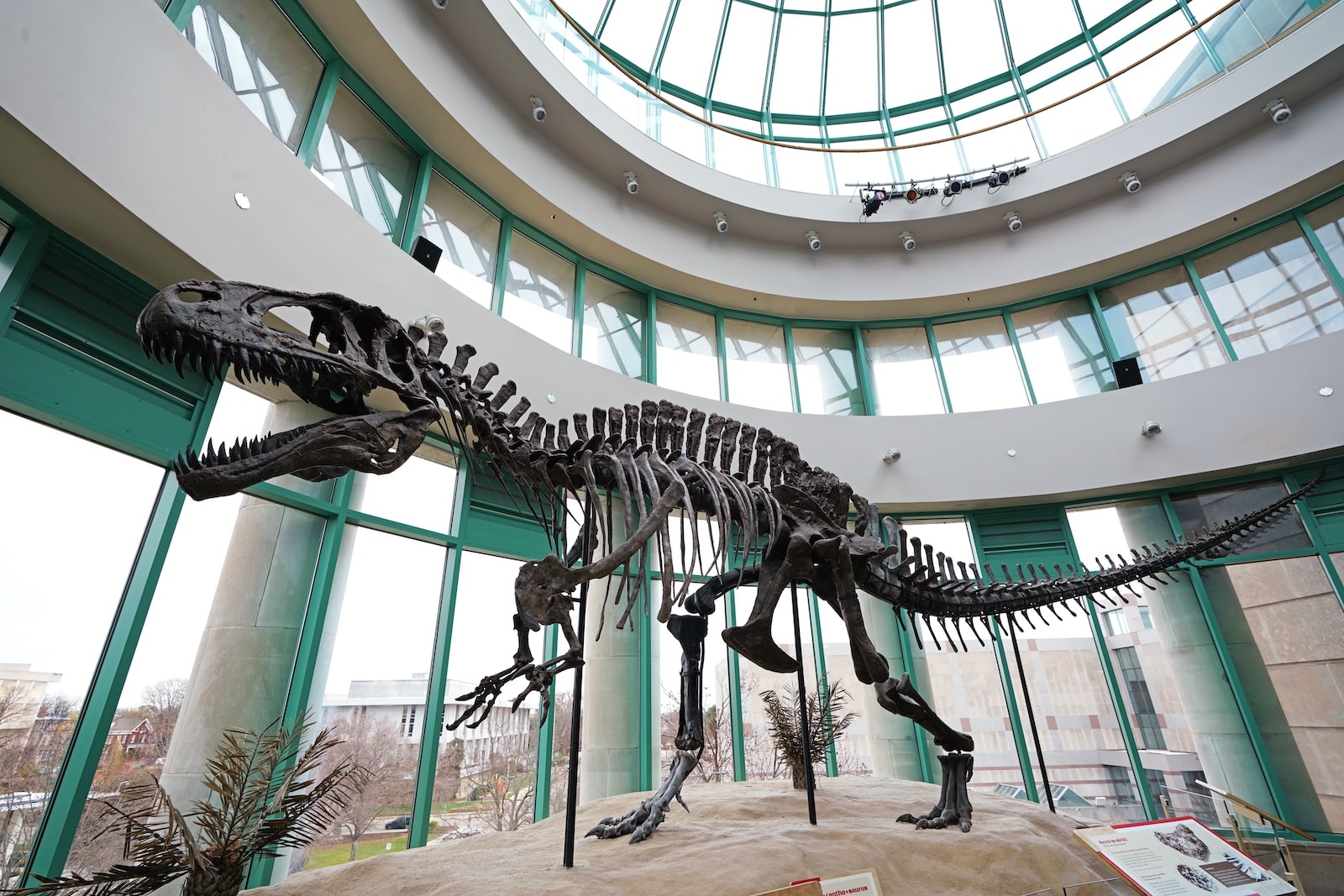Visiting the Museum of Natural Sciences to see this T-Rex skeleton is one of many fun things to do in Raleigh, NC. 